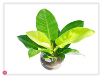 Cây tài lộc may mắn & lọc không khí 